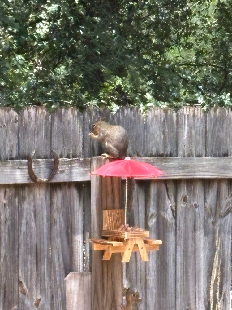 An uncouth squirrel sits on the fence instead of at the picnic table. The picnic table is made of wood and it's attached to the fence. It has a red umbrella over it with peanuts in the tray. 