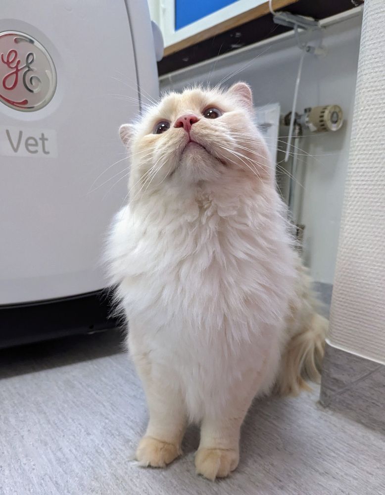 salad looking full of despair on the floor at the vet
