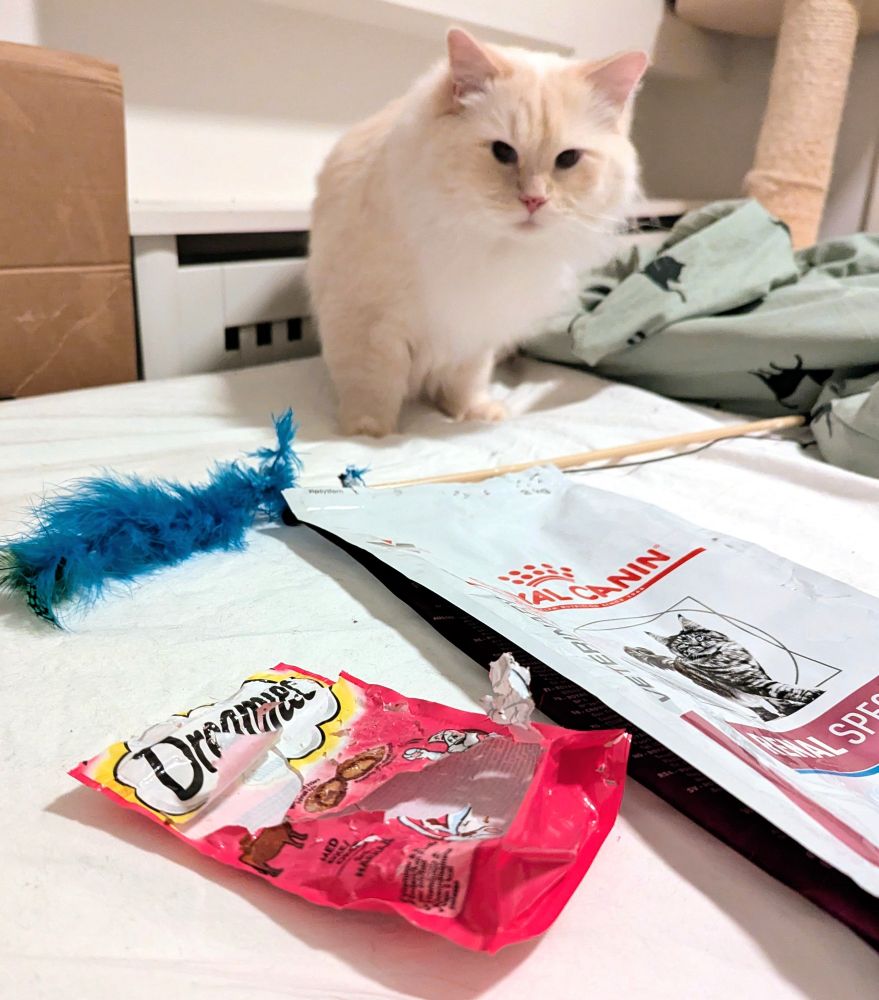 salad (the cat) next to a dreamies bag and a cat food bag in bed