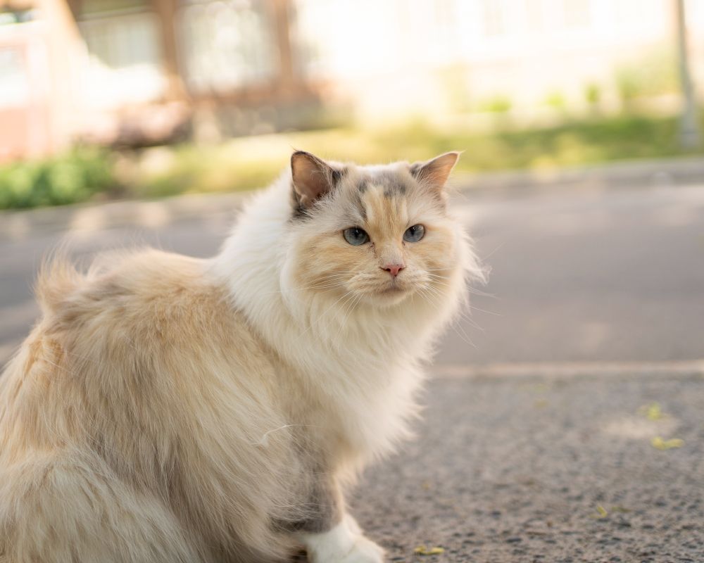 Luna, a ragdoll cat sitting on a sidewalk looking very pretty and fluffy! She has no sense of direction apart from not walking wherever her owners tell her to walk