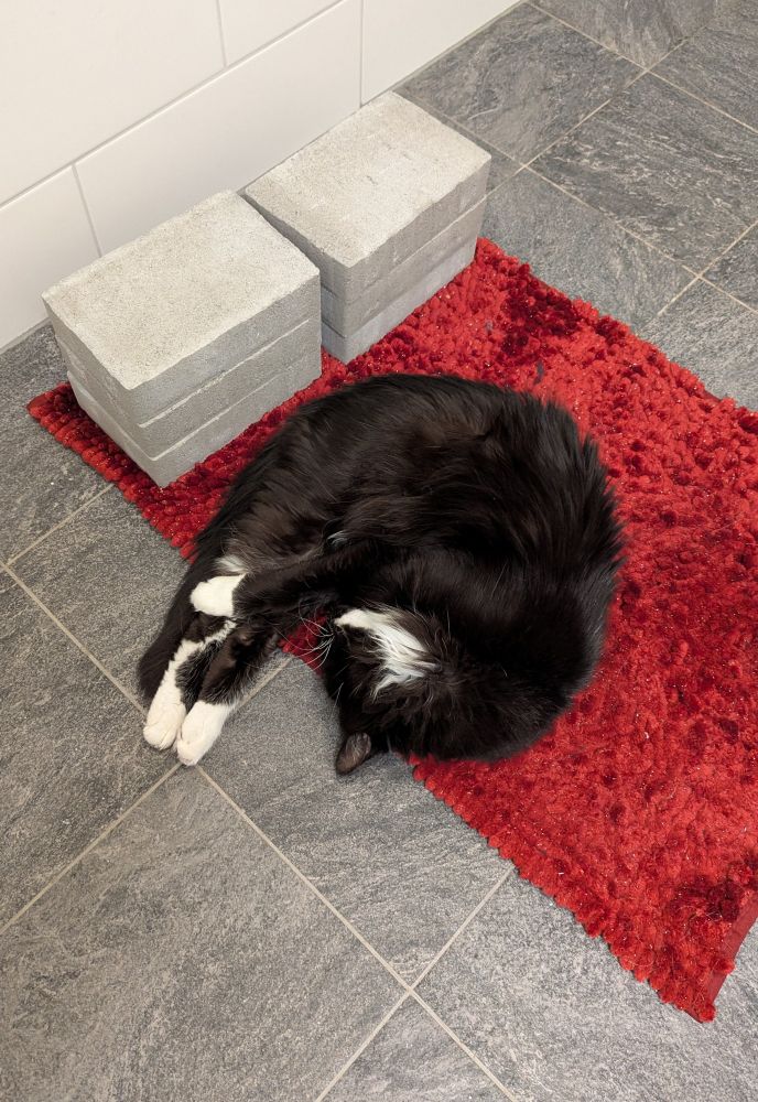 thor in a shrimp pose on his favorite bathroom rug next to 6 stone bricks