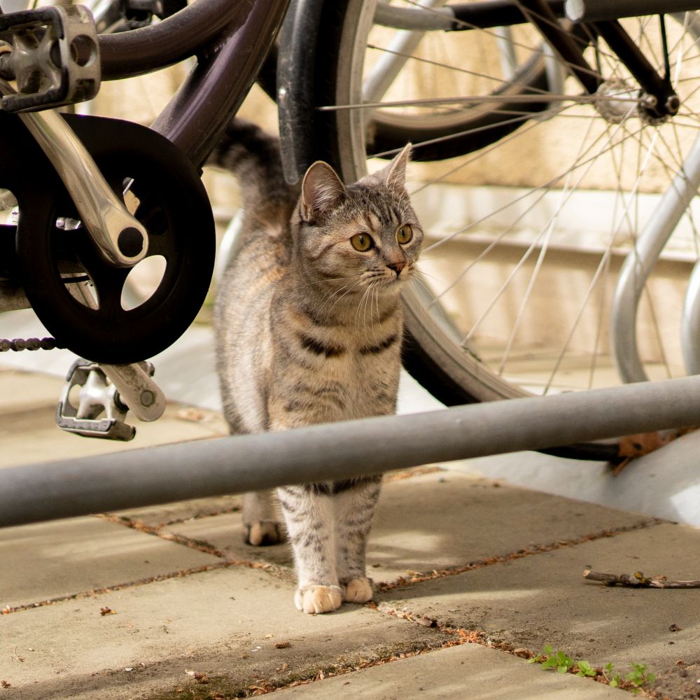 London (the cat) politely standing in a bike rack, looking over a metal bar