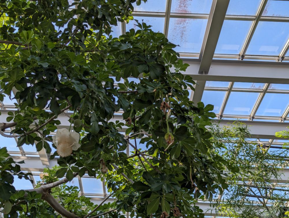 左下よりの白いバオバブの花と中央あたりに垂れ下がる黄緑で丸い果実。温室の天井から青空が見える