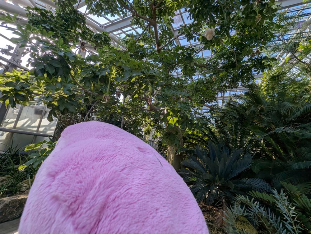 バオバブの花を見上げるふわふわメタモンぬいぐるみ