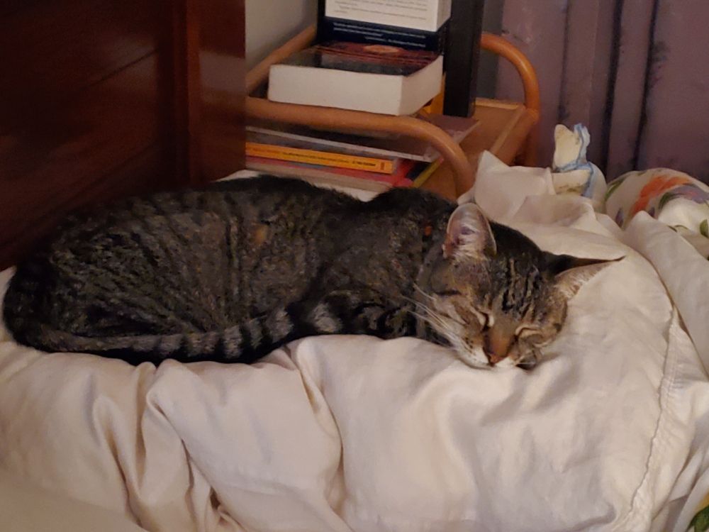 A very small cat, passed out cold on a pillow.