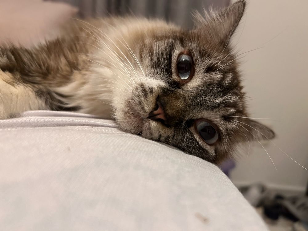 a gray and white cat with long fur and blue eyes staring at you