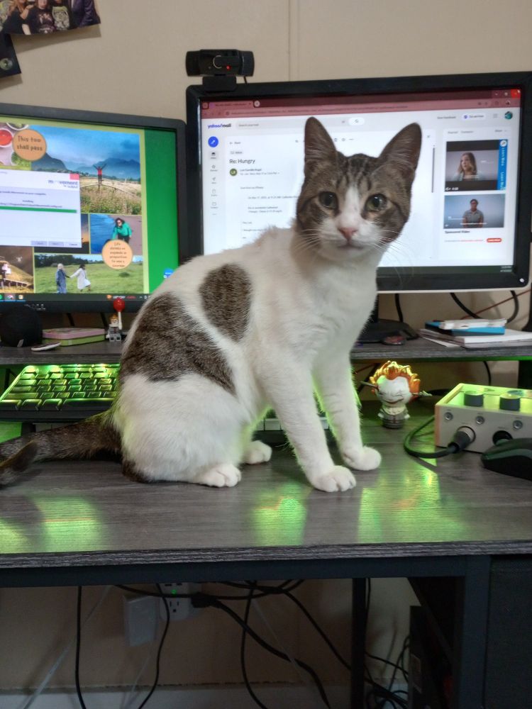 A white cat with striped spots sitting on a desk in front of the computer monitors.