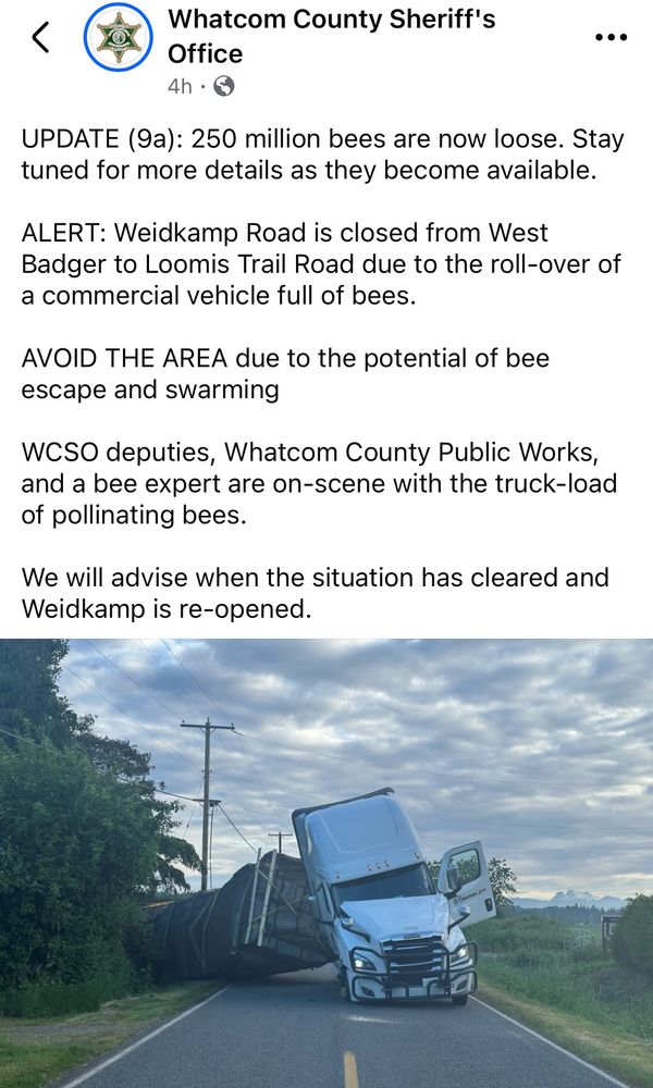 facebook post from the whatcom county sheriff’s office, with a picture of a semi truck with its trailer wrenched 90 degrees off kilter: 

“UPDATE (9a): 250 million bees are now loose. Stay tuned for more details as they become available. 

ALERT: Weidkamp Road is closed from West Badger to Loomis Trail Road due to the roll-over of a commercial vehicle full of bees. 

AVOID THE AREA due to the potential of bee escape and swarming

WCSO deputies, Whatcom County Public Works, and a bee expert are on-scene with the truck-load of pollinating bees.  

We will advise when the situation has cleared and Weidkamp is re-opened.”