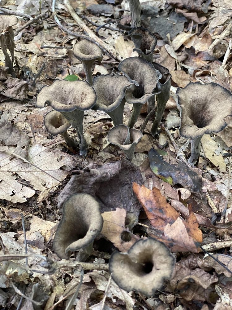Source: http://bit.ly/49aEHE0

On the ground are many old, dead, beige leaves. Growing out of and around them are black and grey mushrooms shaped like a trumpet.