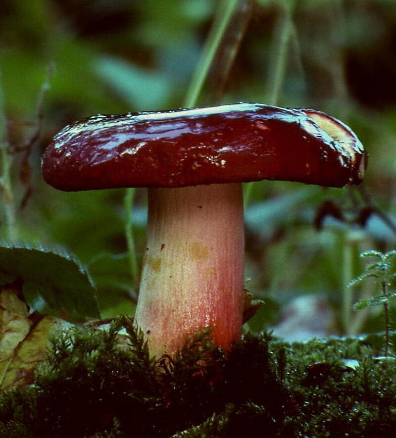 On a background of leaves and forest, grows a mushroom in moss in the foreground. It has a pale red stem and a very slimy-looking dark red cap. The stem has splotches of yellow on it. 