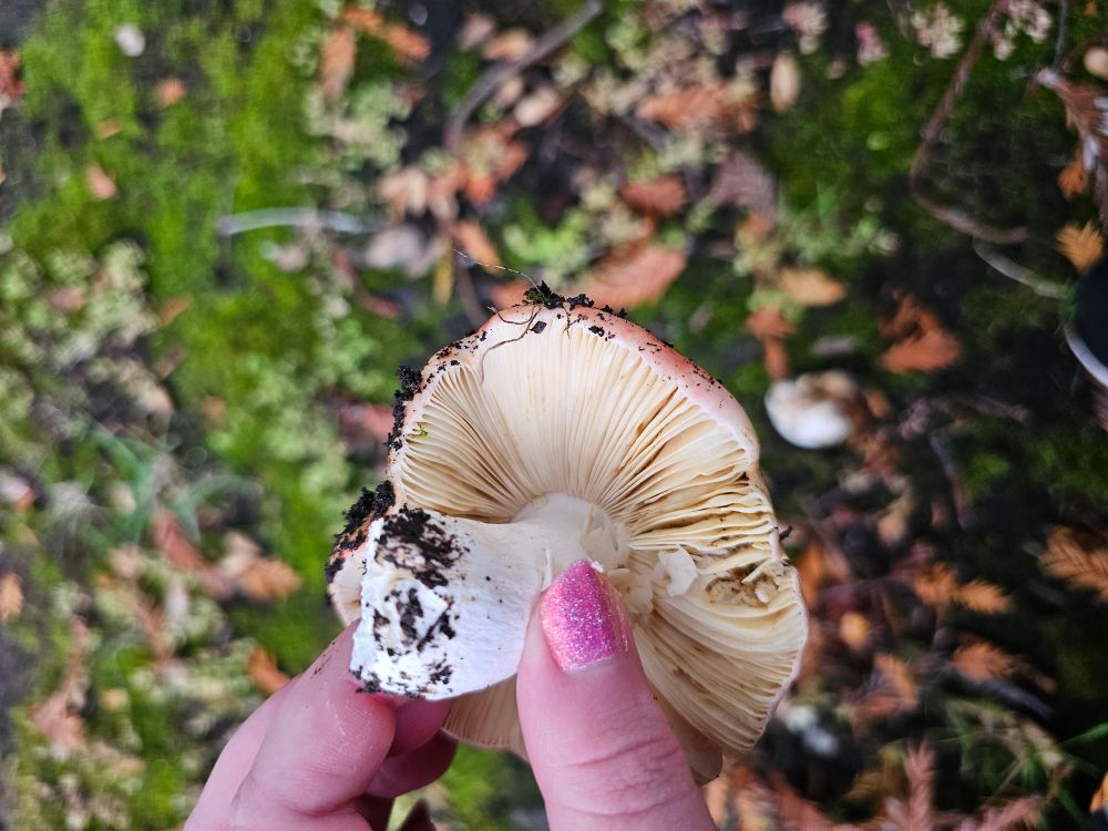 The background is a bed of mess, grass, fallen leaves, and dirt. In front of this a white hand with sparkly pink nail polish holds an upside down mushroom. Its pure white stem is visible, as well as its white gills and pale pink color of the cap. 