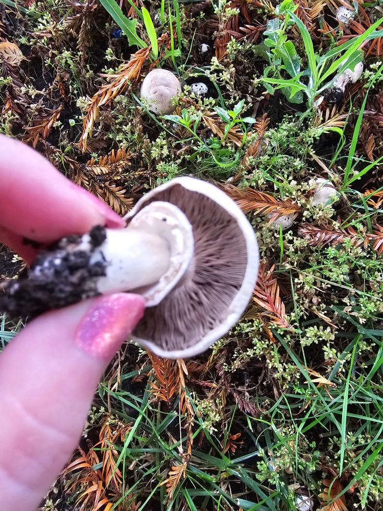 This is a more blurry photo. You can see in the background several more white mushrooms growing out of the grass and fallen leaves. In the foreground a blurry white hand with sparkly pink nail polish holds a white-stemmed mushroom with dark brown gills and spores. It also has a skirt around the middle of the stem.