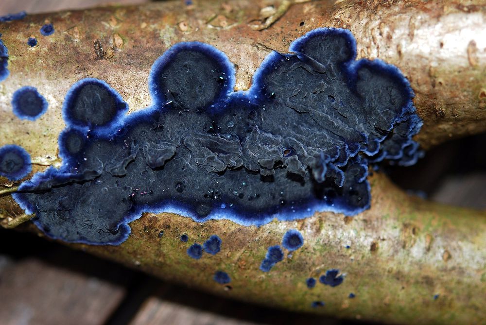 On the bottom of a fallen log grows a crust fungus! It is bright, vivid blue around the edges and a darker blue in the center.