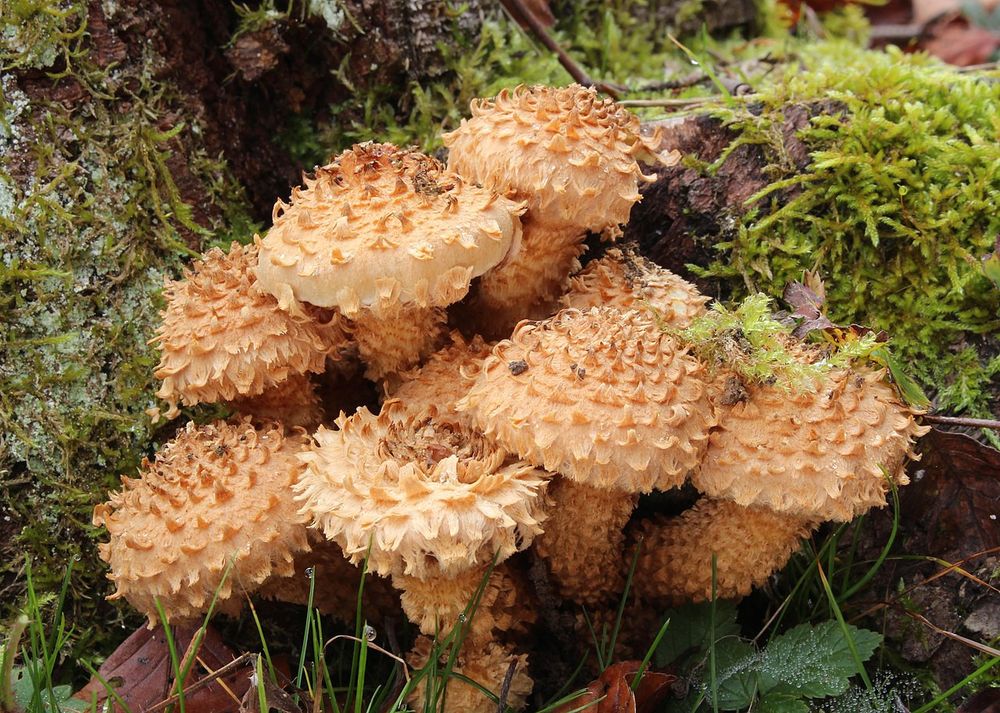 Growing at the base of a tree is a cluster of beige, very spiky mushrooms. They look like they would be sharp to the touch.