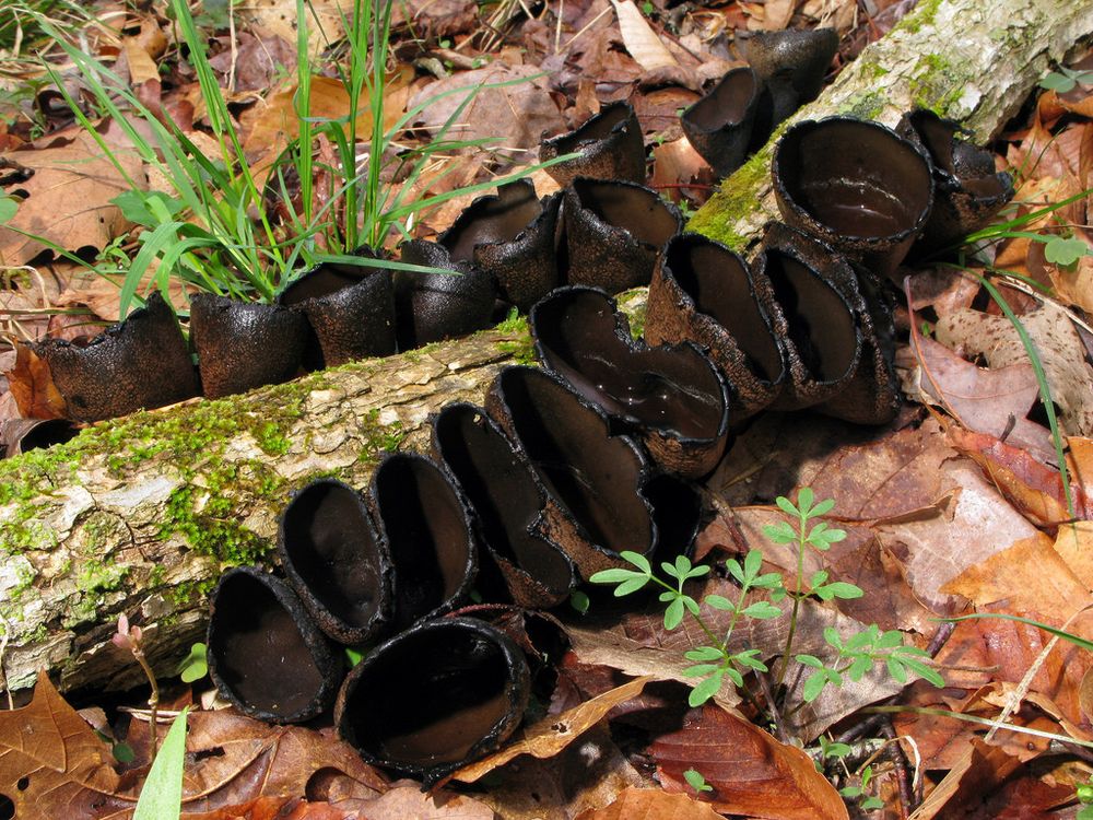On a fallen log surrounded by dead leaves on the forest floor, grows several VERY dark (almost black) cup fungi. They appear goblet shaped, thinner at the bottom and with a large opening at the top. They look like they're meant to collect rain water, they're so open and wide. 