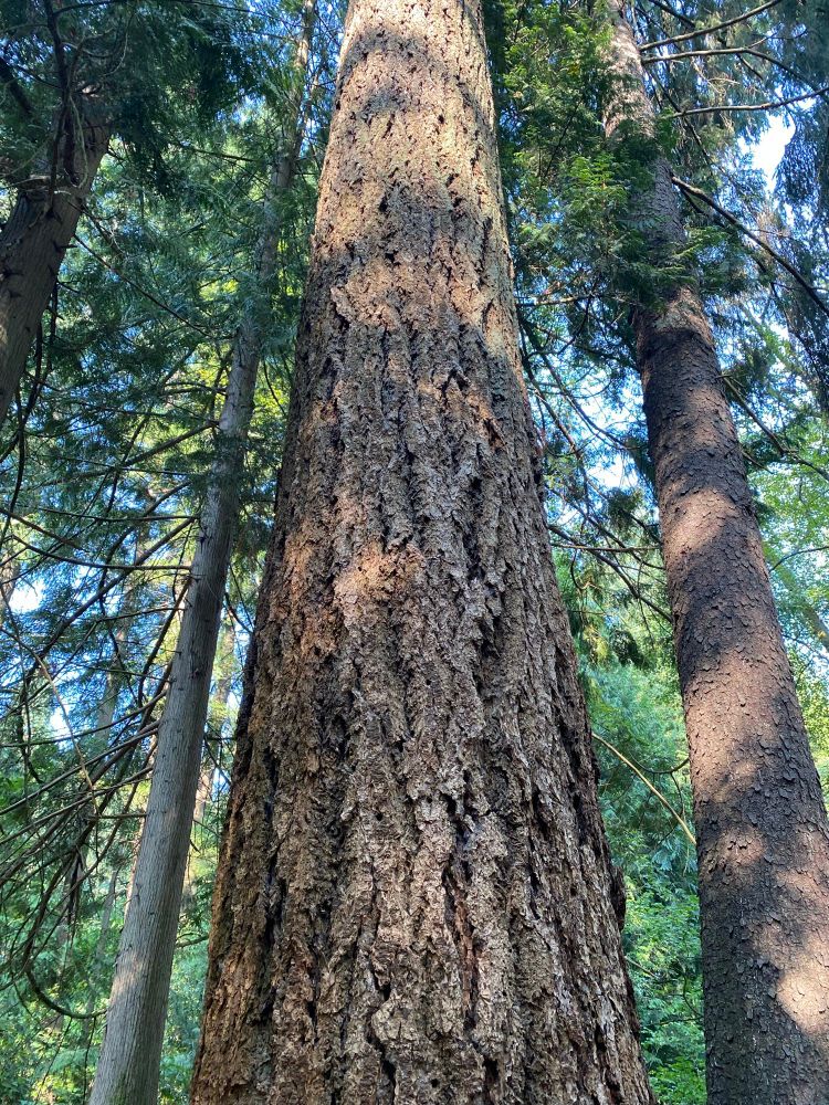 Trunk of a 175 foot tall Douglas Fir flanked by trees with thinner trunks 
