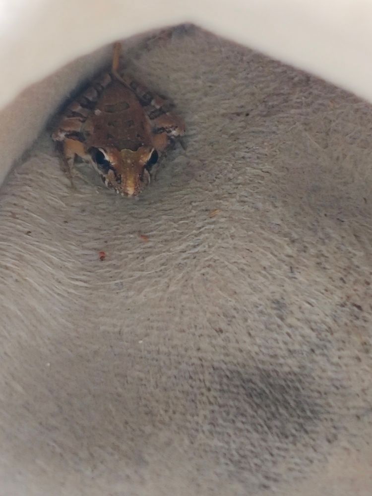 Close-up of the same baby frog showing its beautiful black and brown banding, big black eyes and pointed nose