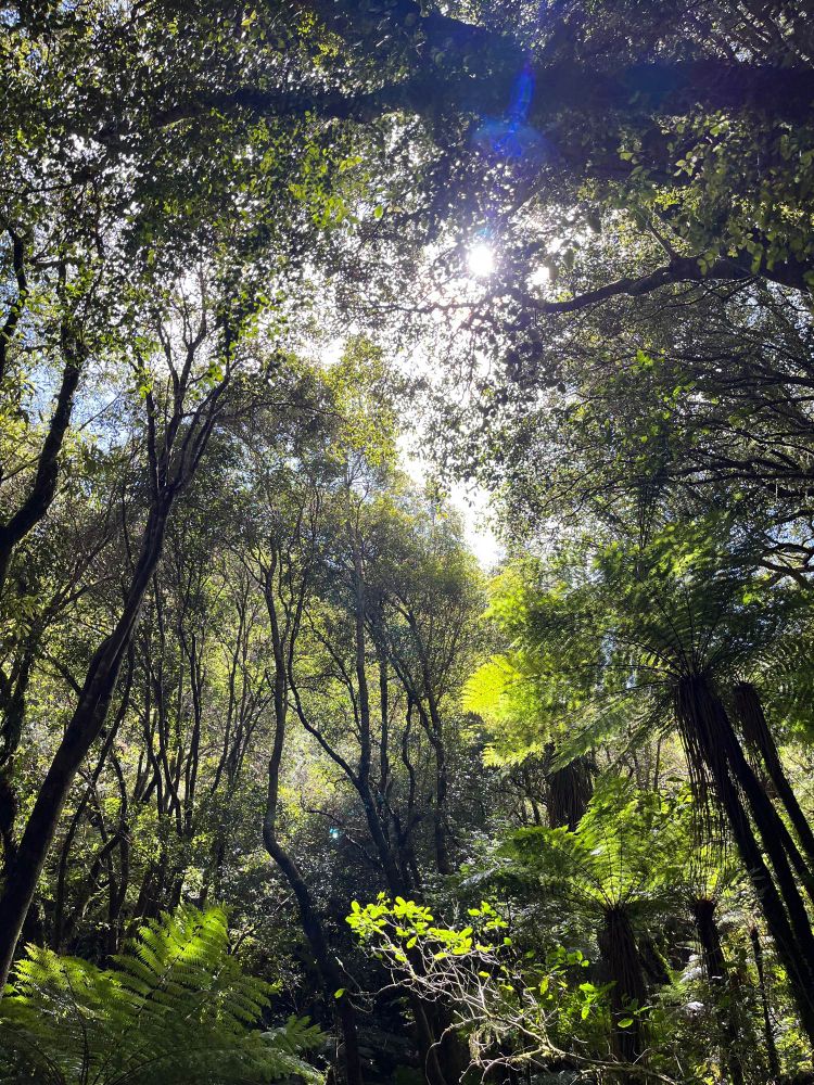 Sunlight shining down through trees above