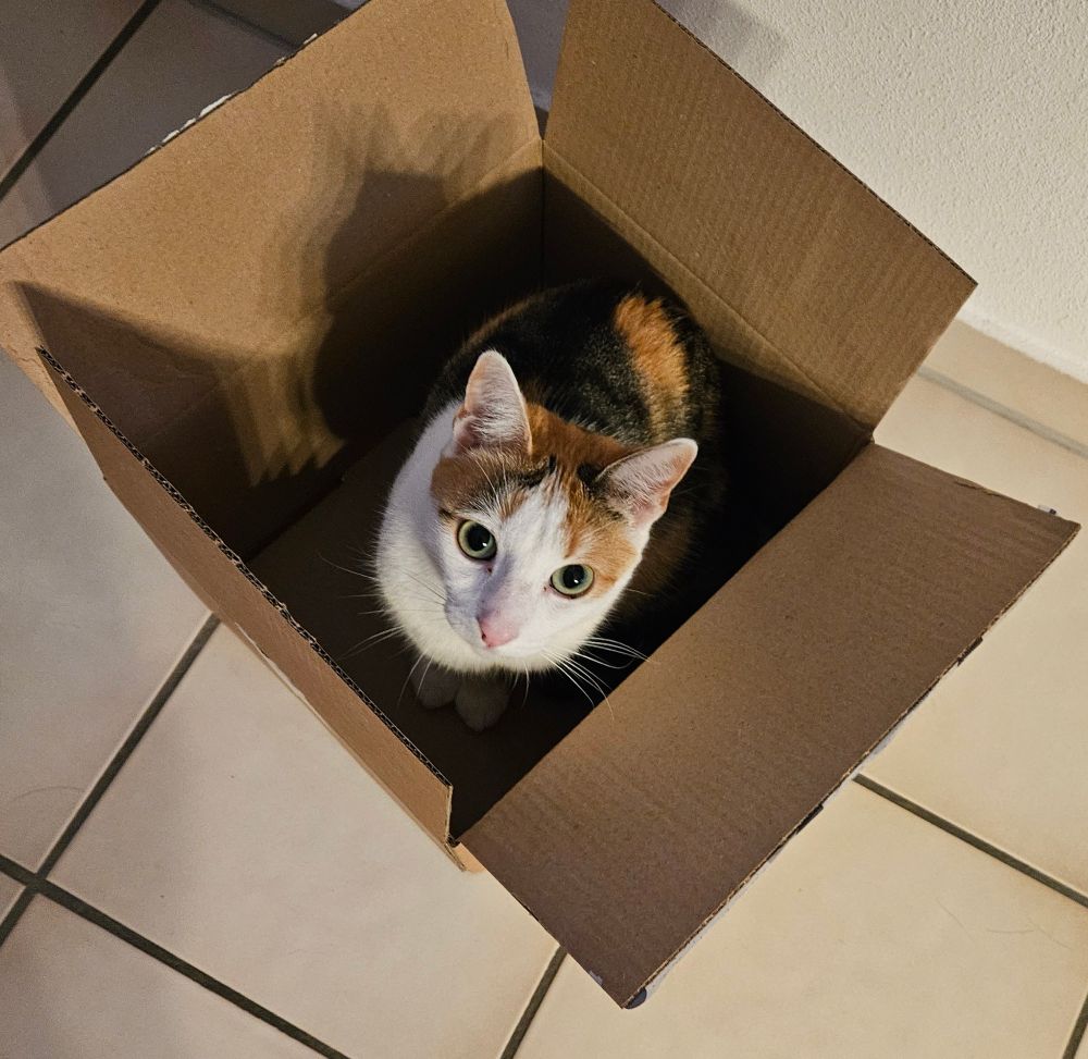 A cat sitting in a box.