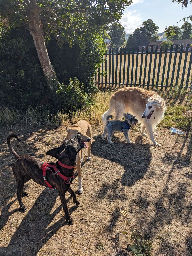 Coffee morning vibes from Loki and mates Large white dog with small Bertie and 2 young lurchers Dottie and Stella 