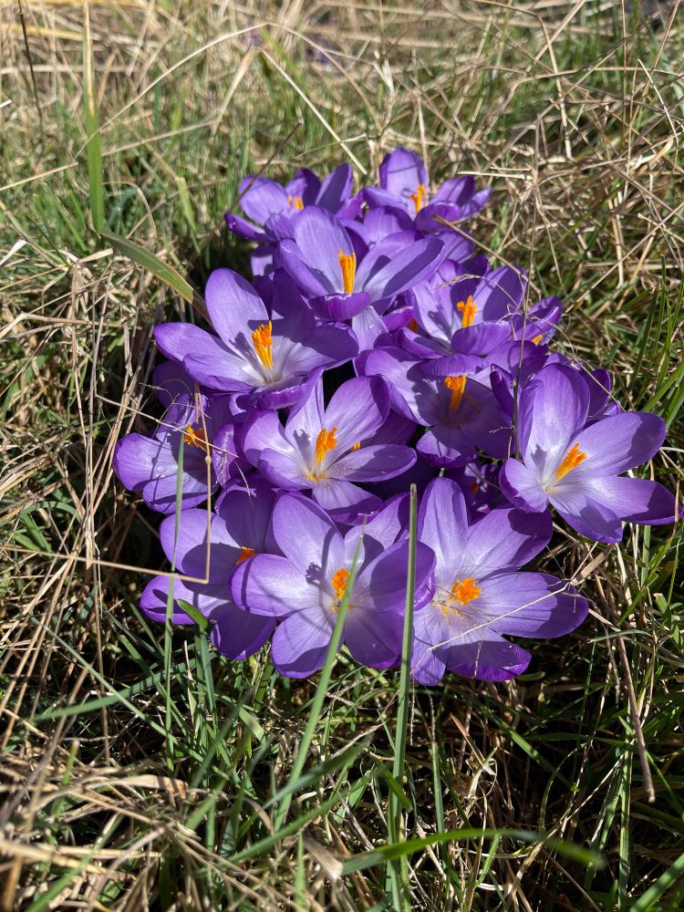 Purple Crocus’s 