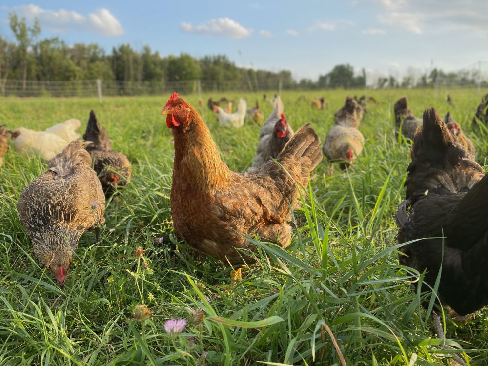 Laying hens foraging on green grassy pasture in golden sunshine.