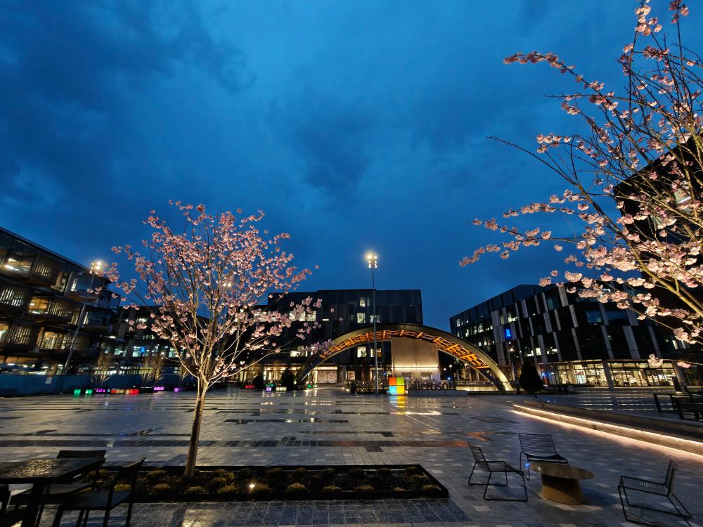 Two Cherry Blossoms in the foreground of the Square on Microsoft's Campus in Redmond, WA. The sky above is turbulent and it is raining with occasional lightning. 