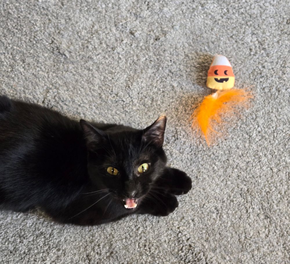 a black cat with a candy corn shaped toy