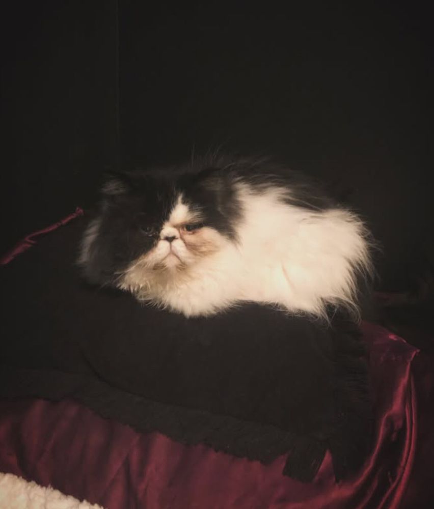 Black and white Persian (flat faced) cat with sad looking eyes 