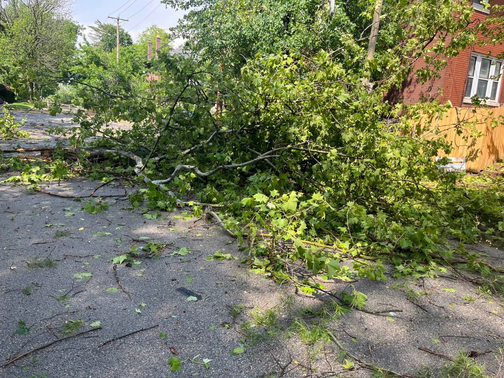 a massive felled tree on a residential street, with leaves scattered across pavement