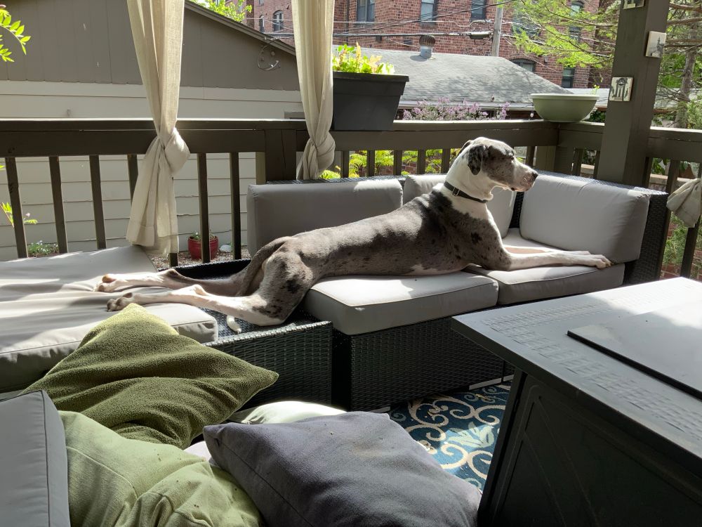 spotted great dane stretches across three porch chairs on a sun-filled covered patio, with pillows and a fire pit in the foreground. 
