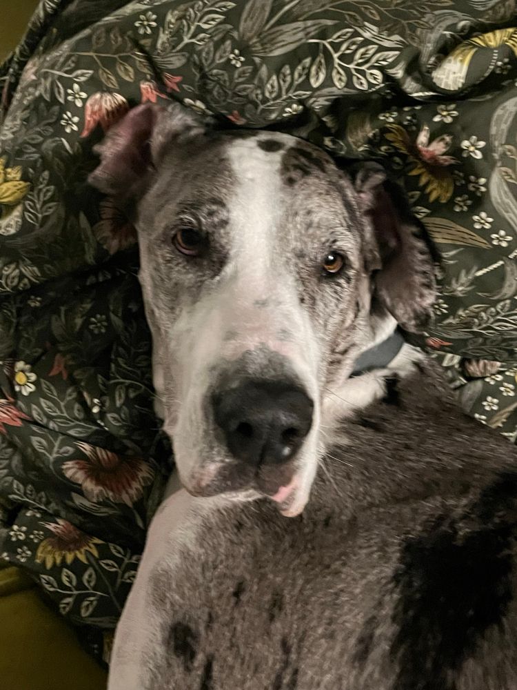 a spotted great dane dog looks at the camera in a close up frame while laying down on a floral fabric background. she has one ear turned inside out. 