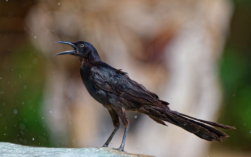 A grackle speaking out against Starbucks (and the excessive heat in furnace creek)