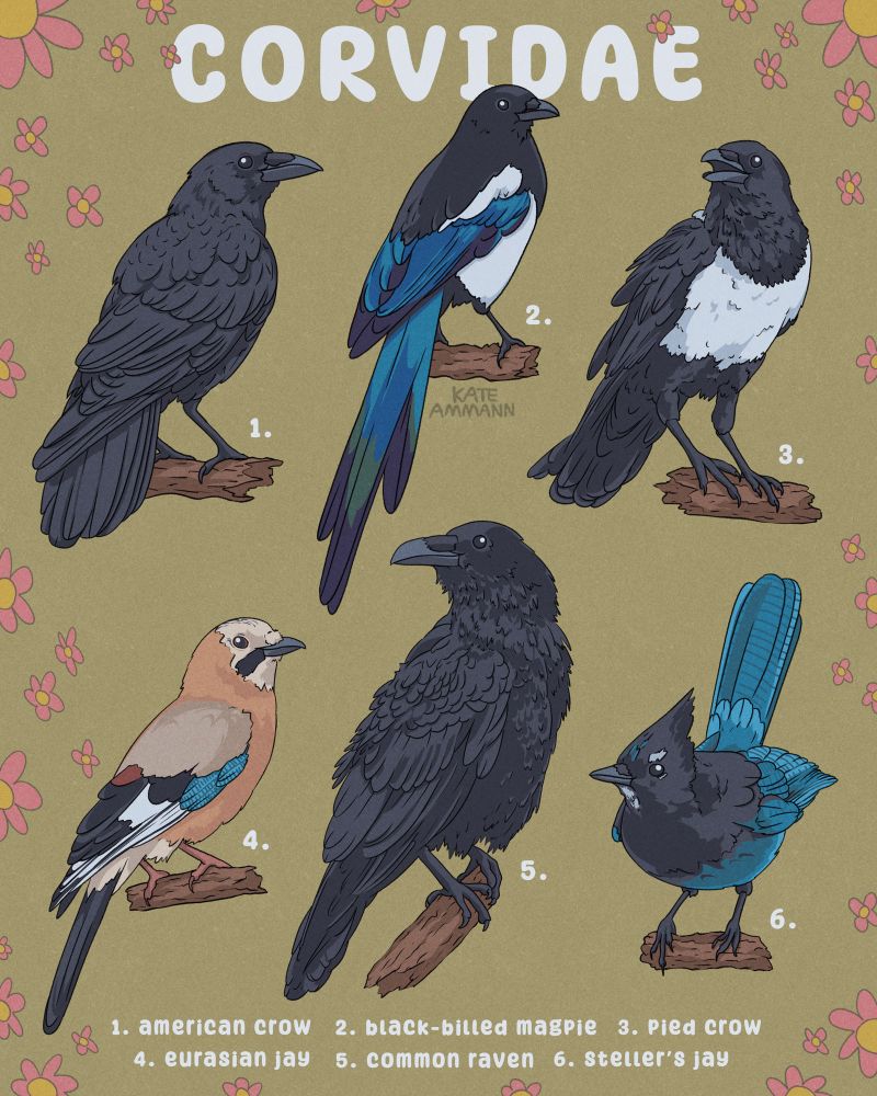 Illustrated poster of "corvidae" (corvids) featuring the following specimens: American crow, Black-billed magpie, Pied crow, Eurasian jay, Common Raven, Steller’s jay