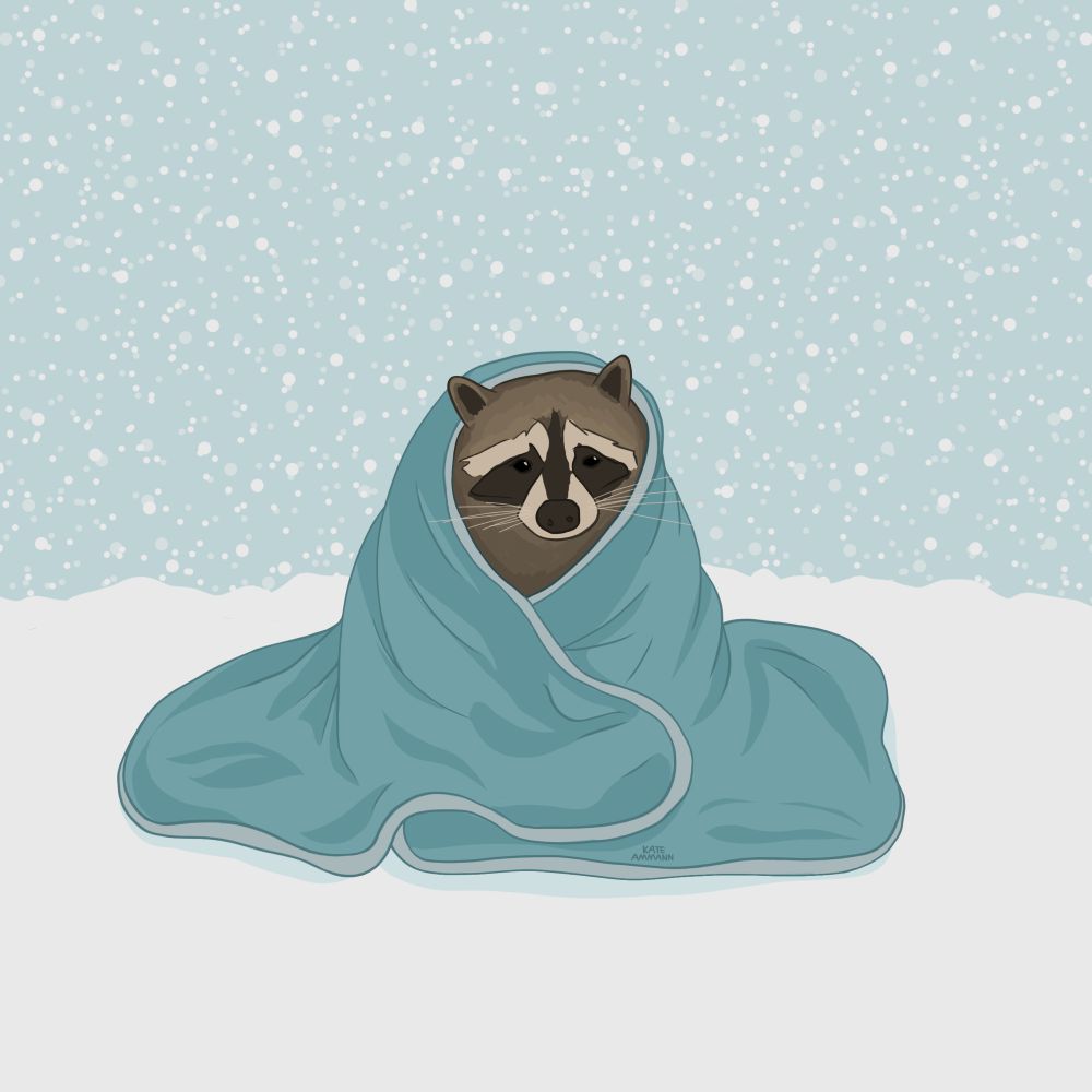 Digital illustration of a raccoon snuggled up in a blue blanket. The background is snowy 