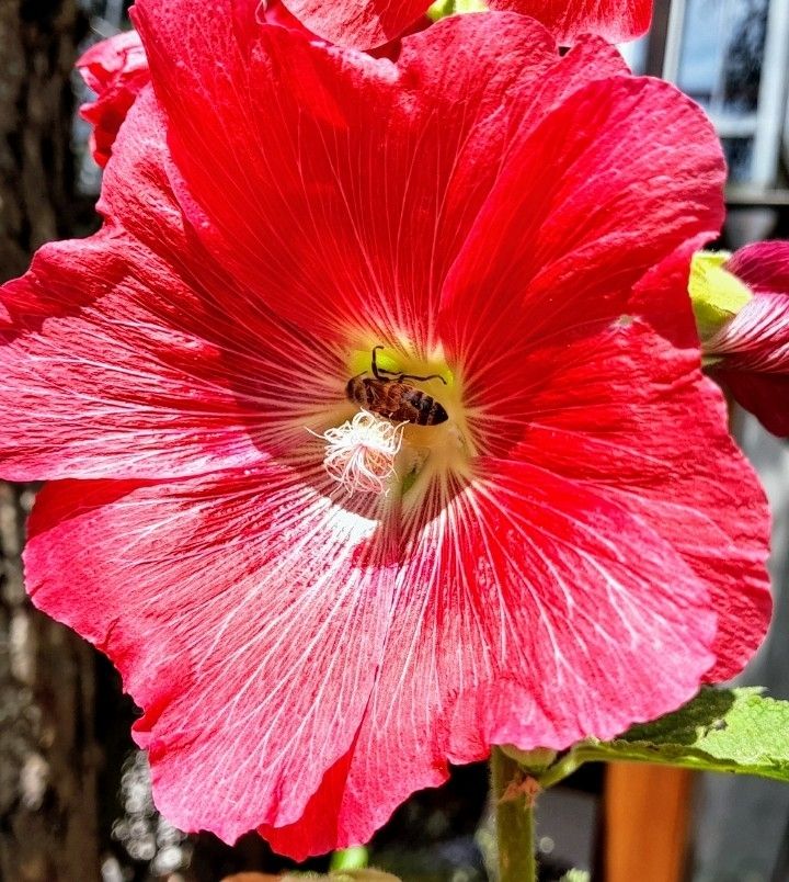 Eine Biene nascht in einer Bauernrose.