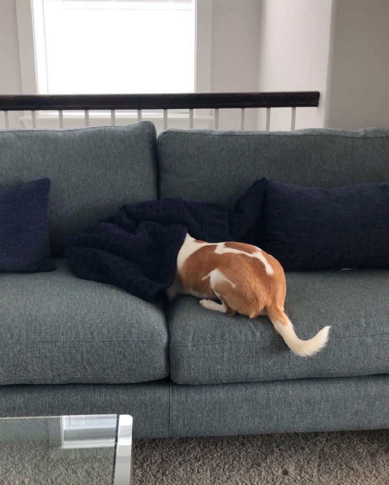 A brown and white chihuahua is laying on a gray/green couch with a dark blue blanket draped over his head. His back is facing the camera.