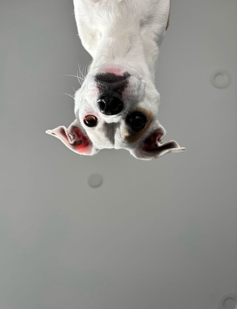 A white and brown chihuahua mix is looking down at the camera from above.
