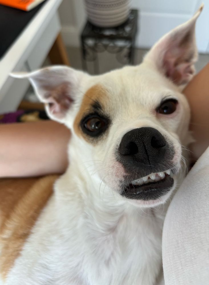 A brown and white chihuahua looks like he’s smiling at the camera because all of his front teeth are stuck on his lip. He is resting on a person’s arm.