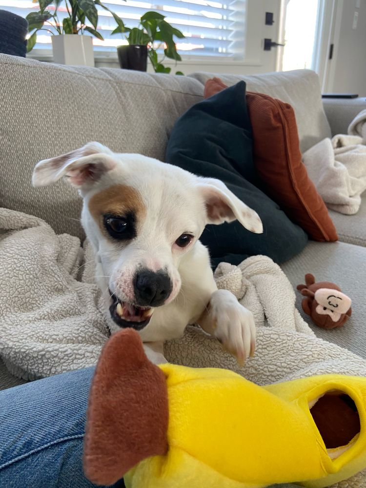 A white and brown Chihuahua is mid chomp on a soft banana toy. A small monkey toy is to his right. He is laying on a couch with a white fuzzy blanket beneath him.
