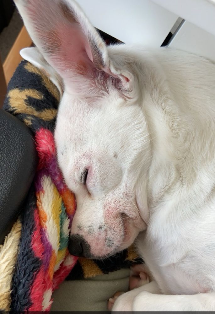 A white and brown Chihuahua mix is smooshed up against a blanket as he sleeps. It looks like he is smiling because he is so comfy!