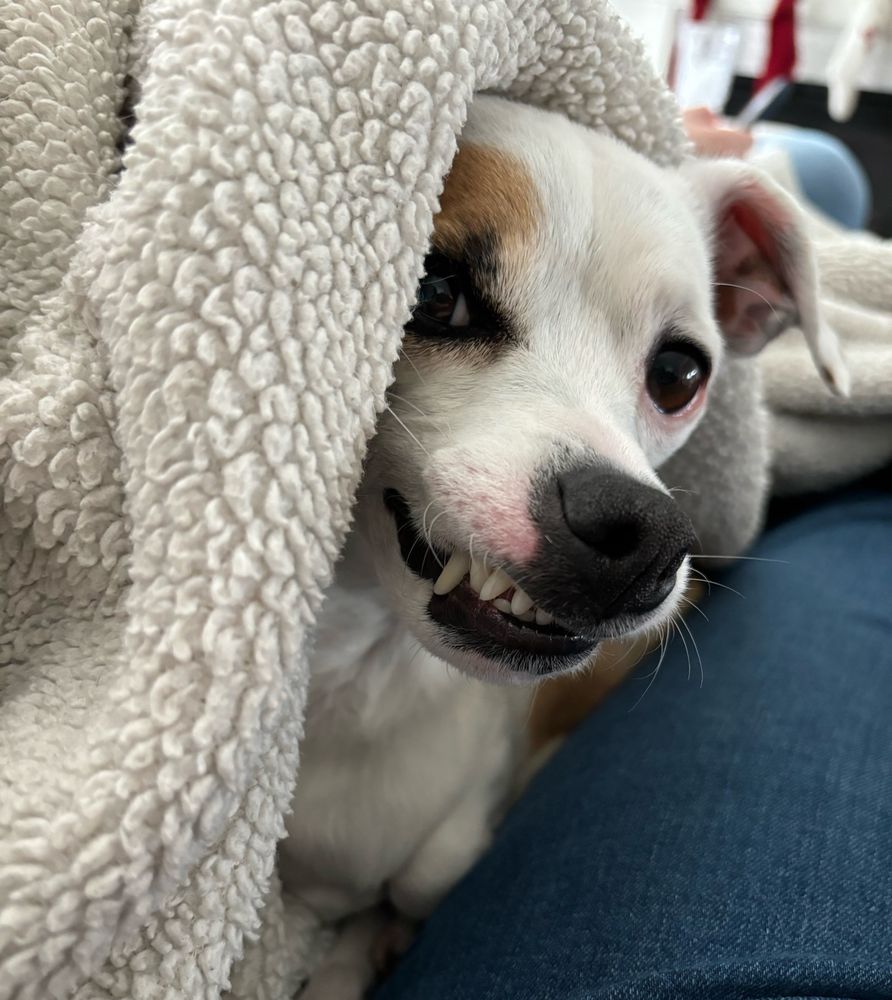 A white and brown Chihuahua mix emerges from a white fuzzy blanket with all of his teeth on the left side stuck on his lip, making it look like he is grinning.