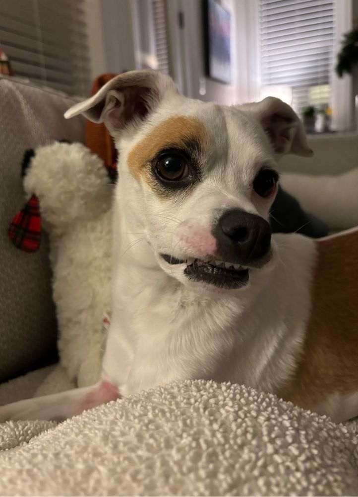 A brown and white Chihuahua is laying on a white blanket. His front teeth are stuck on his top lip, so it looks like he is smiling. A white and red lamb chop toy is propped up on the gray couch behind him.