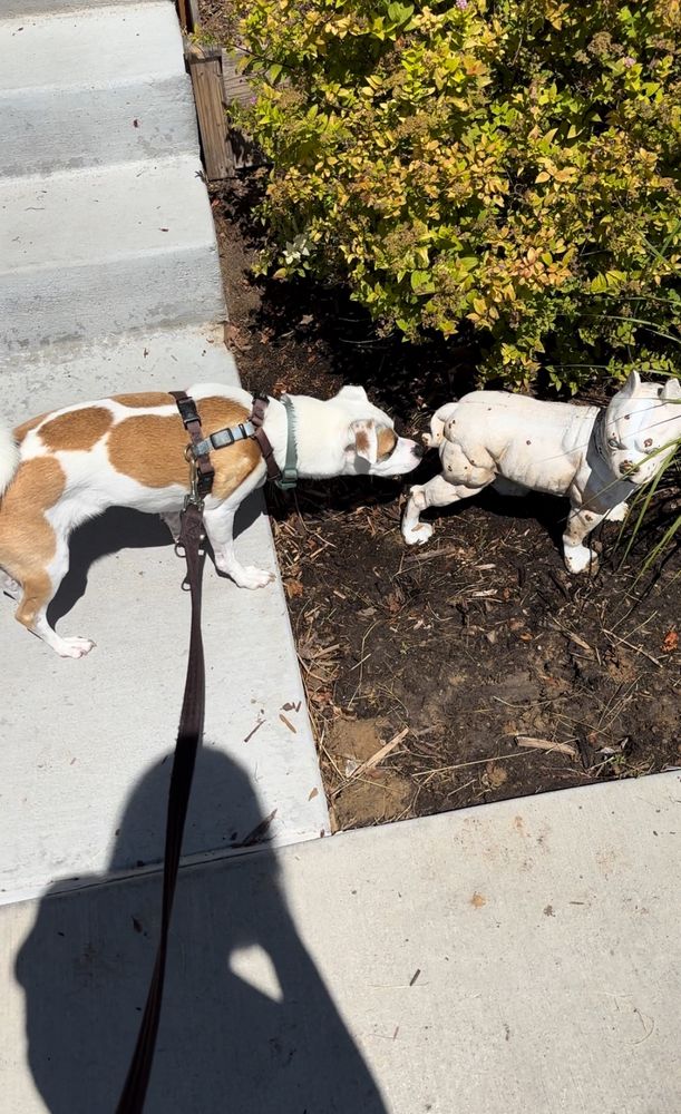 A white and brown chihuahua mix in a black harness is sniffing a statue of a dog.