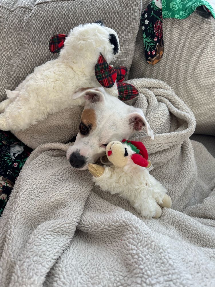 A white and brown Chihuahua is laying under a white blanket, surrounded by two Christmas lamb chop toys.