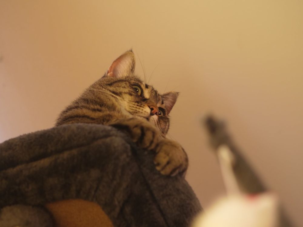 Hornet sitting on the top of her cat tower looking funny 