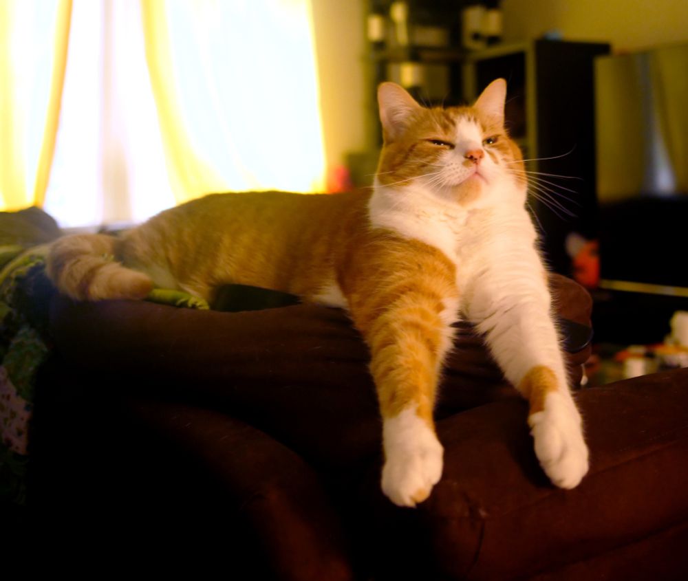 Our oragne and white cat Blinx laying on the back of the couch with his arms dangling outward