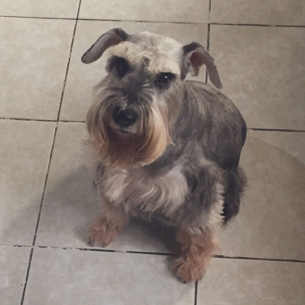 Elise, a black and silver miniature schnauzer, states deeply into the camera. She is seated on white tiles.