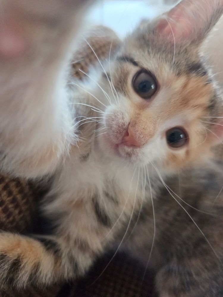 Peach The Palico laying a smack on the  camera.