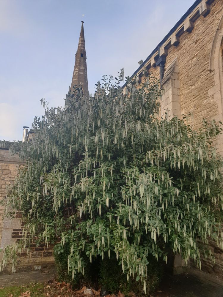 Silk tassel tree with church spire in background. The tassels hang down like lametta on a Christmas tree. 